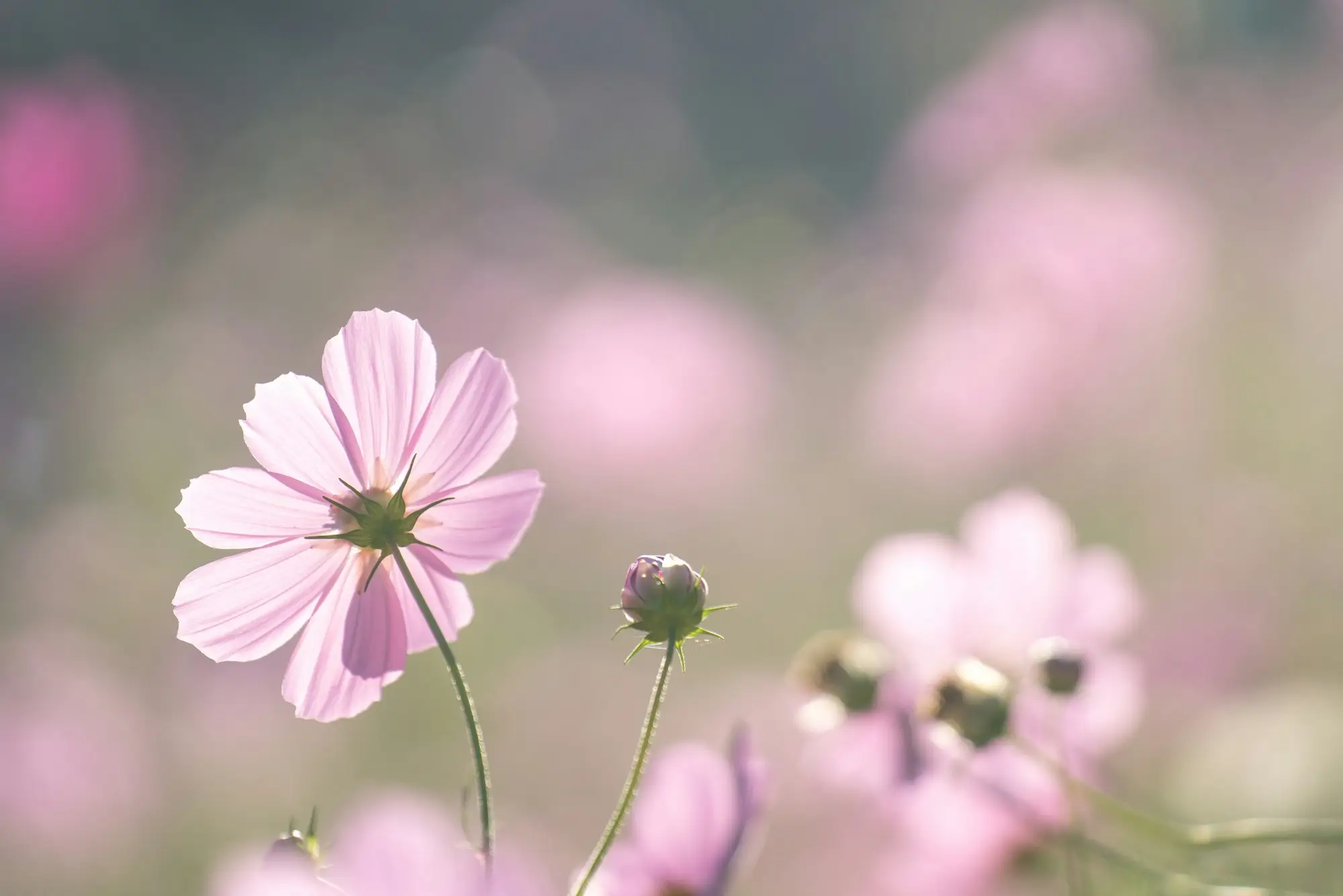 Soft pink cosmos flowers in a sunlit meadow